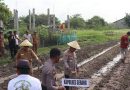 Dukung Kegiatan Penanaman 1 Juta Hektar Polri-Kementan, Polres Serang Tanam Jagung di Lahan 3,5 Hektar