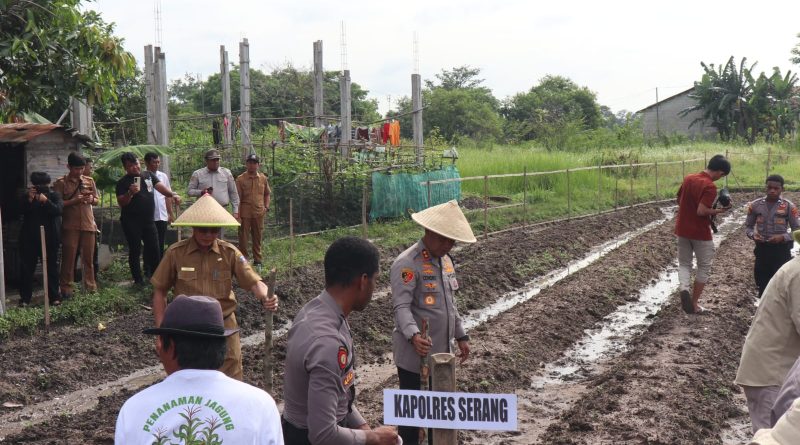 Dukung Kegiatan Penanaman 1 Juta Hektar Polri-Kementan, Polres Serang Tanam Jagung di Lahan 3,5 Hektar