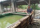 Peternak Lele Kembar Mandiri Harapkan Dukungan Pemerintah Untuk Pengembangan Usaha