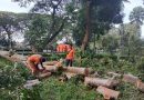 BPBD Banten Evakuasi Pohon Tumbang di Kawasan Gedung Negara