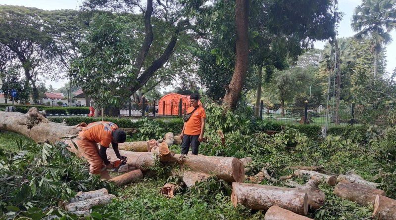 BPBD Banten Evakuasi Pohon Tumbang di Kawasan Gedung Negara