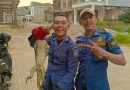 Bikin Panik Pemilik Mobil, Biawak di Perumahan The View Bintaro Berhasil Diamankan Damkar