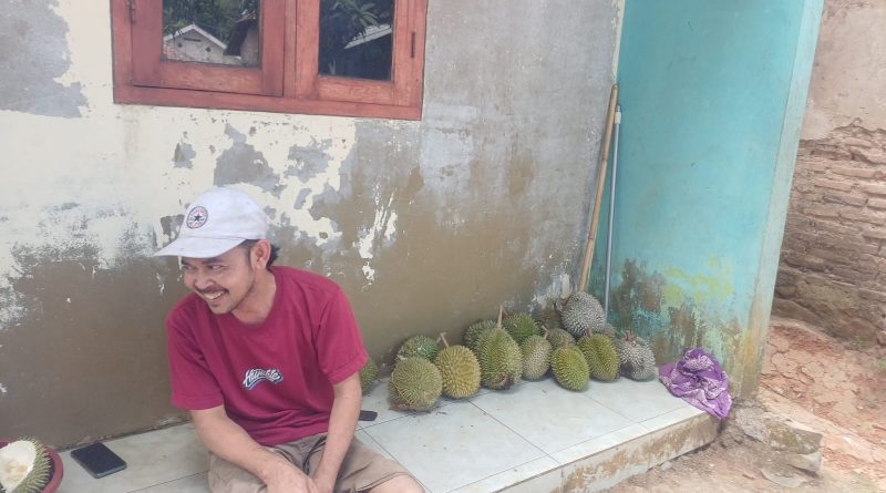 Musim Durian Tiba, Kampung Kadu Betus Carita Ramai Diserbu Pemburu Durian Jatuhan