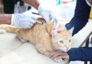 DKP Tangerang Gencarkan Vaksinasi Rabies Gratis, Lindungi Hewan Peliharaan dan Warga