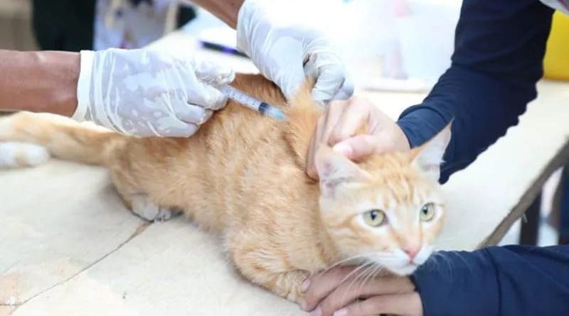 DKP Tangerang Gencarkan Vaksinasi Rabies Gratis, Lindungi Hewan Peliharaan dan Warga