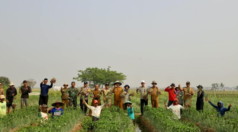 Pemkab Serang Panen Raya Bawang Merah Program Ratu Tani Bahagia